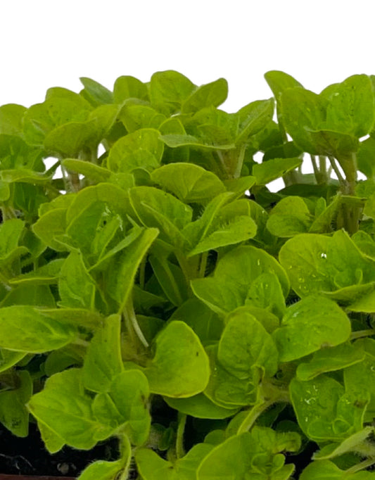 Oregano 'Golden' 4 Inch - The Garden Corner