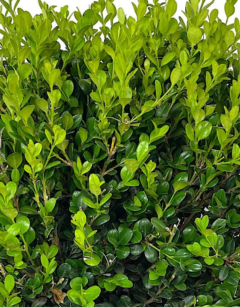 Buxus 'Winter Gem' Globe - The Garden Corner