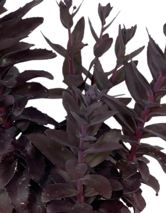 Sedum 'Chocolate Fountain' 1 Gallon - The Garden Corner