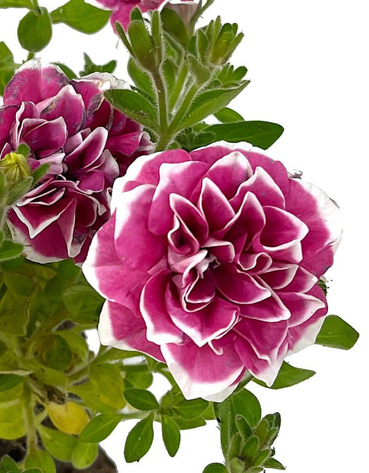 Petunia 'Pink Diamond' 4 Inch - The Garden Corner