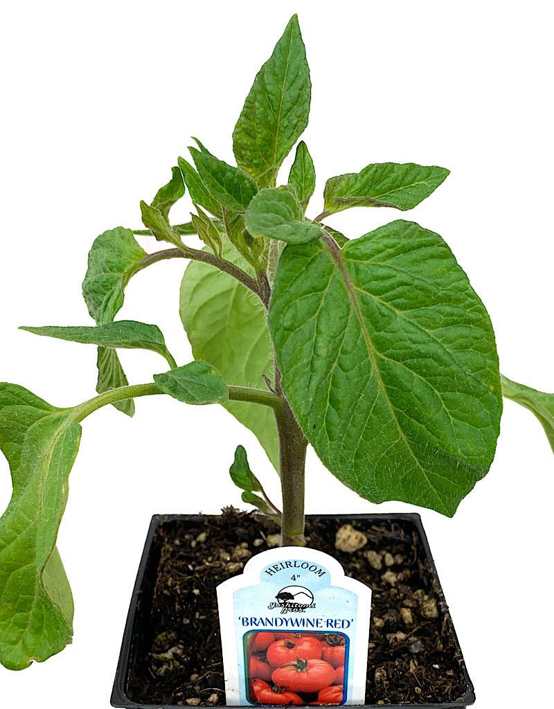 Tomato 'Brandywine Red' - The Garden Corner
