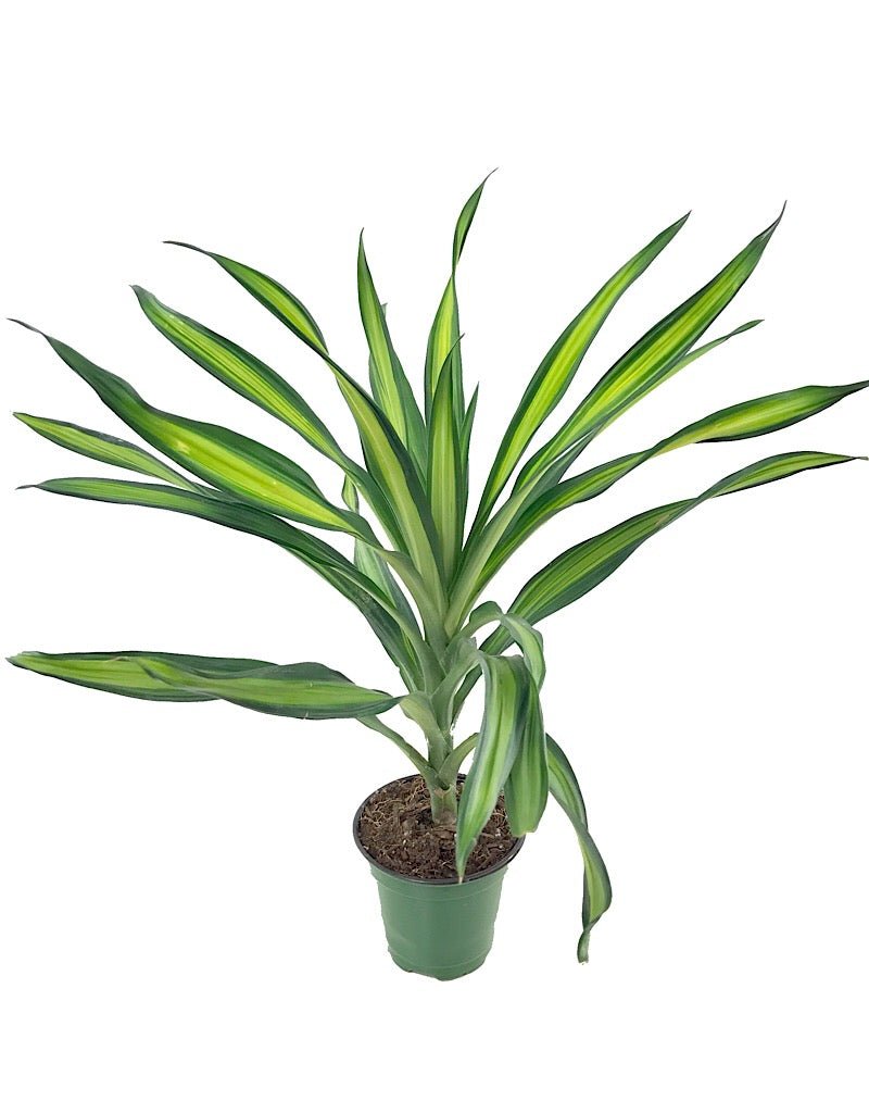 dracaena rikki plant Dracaena 'Rikki' – The Garden Corner
