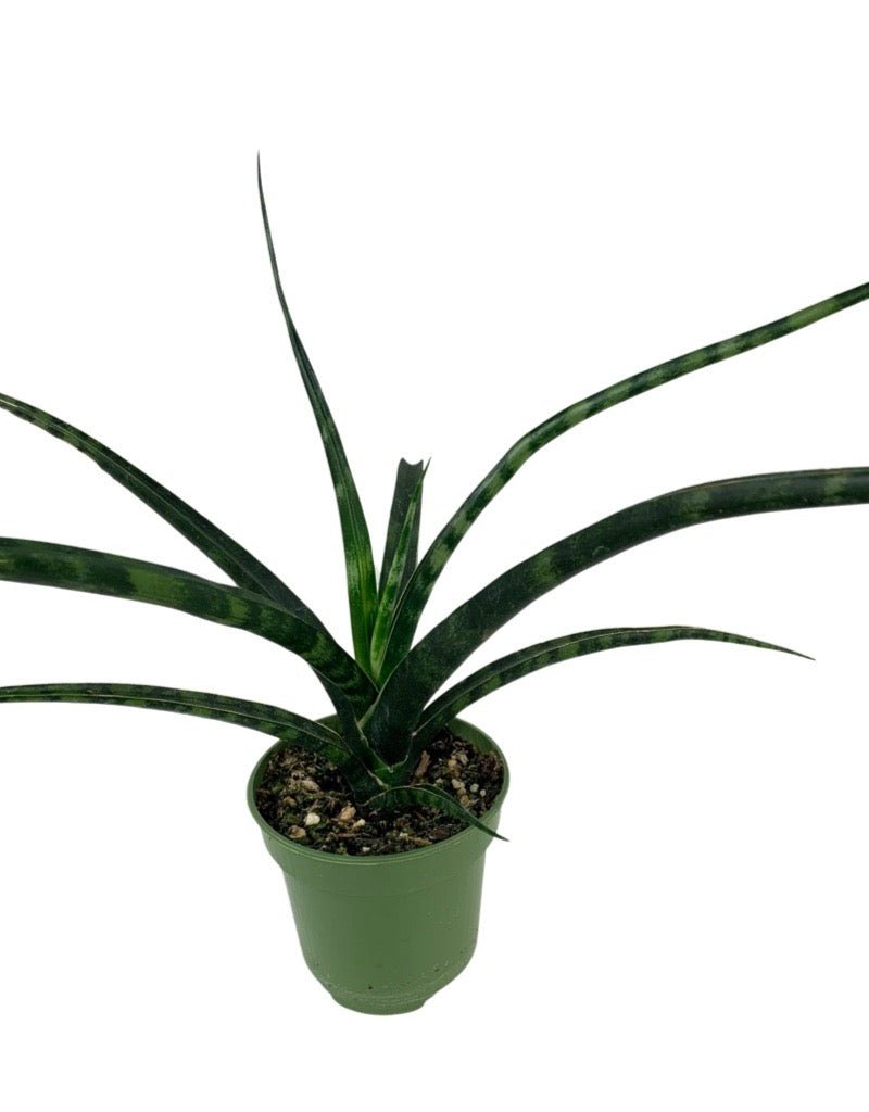 sansevieria bacularis fernwood Sansevieria bacularis 'Mikado' – The Garden Corner
