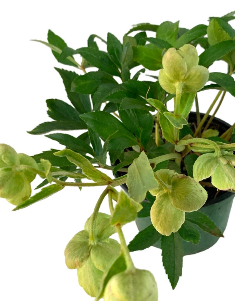 Helleborus x sahinii 'Winterbells'