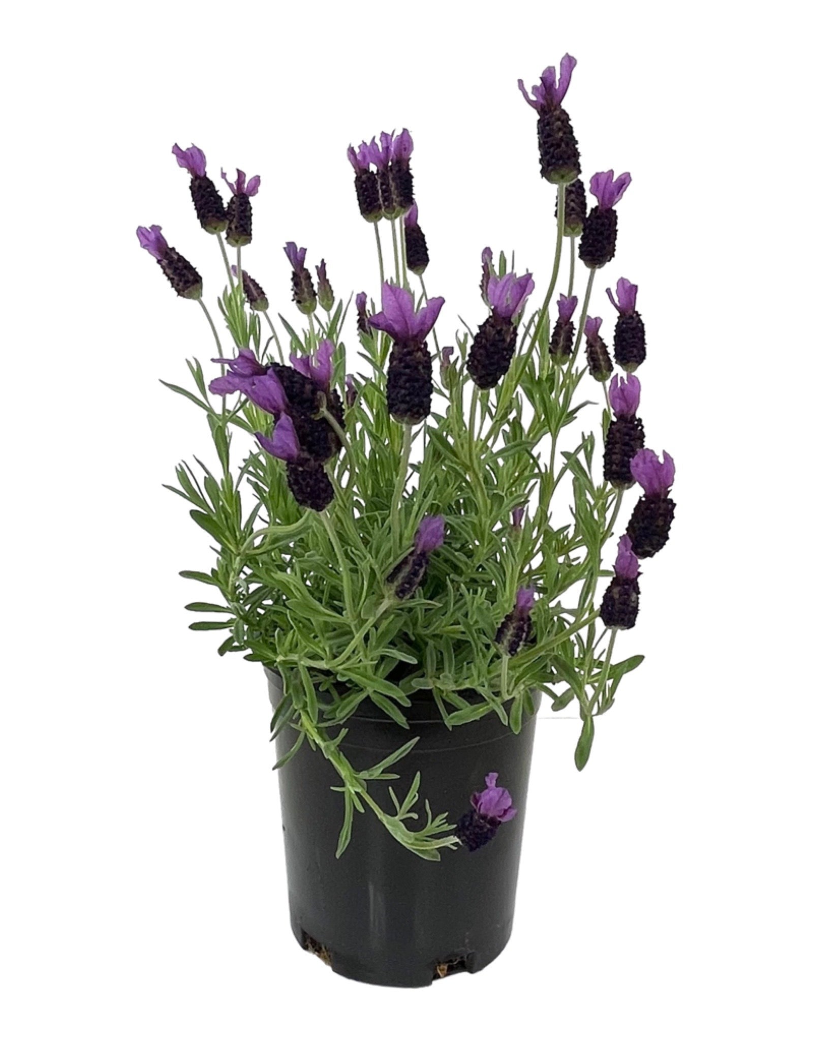 lavender anouk tree Lavandula stoechas 'Anouk Supreme' – The Garden Corner