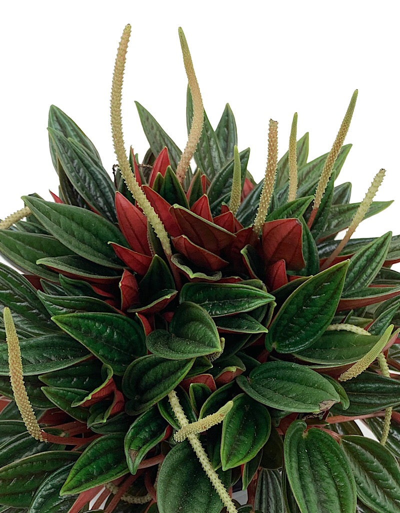 Peperomia caperata 'Rosso' 6 inch