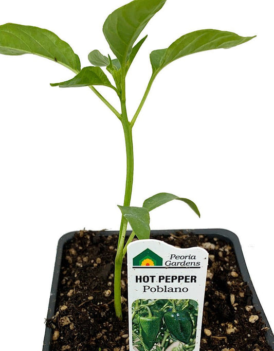 Pepper 'Poblano' - The Garden Corner