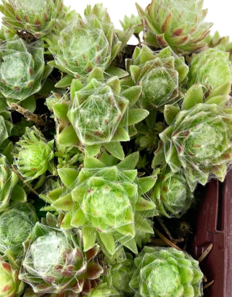Sempervivum arachnoideum 'Stansfieldii' - The Garden Corner