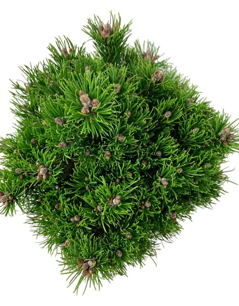 Pinus mugo 'Emerald Dwarf' - The Garden Corner