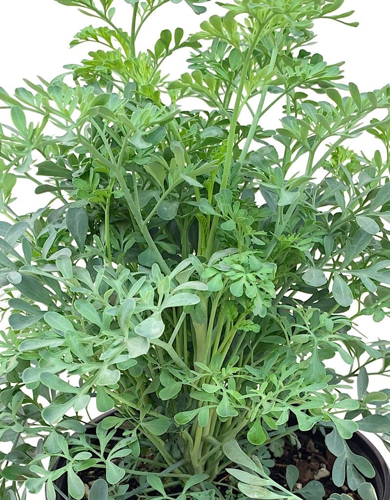 Ruta g. 'Jackmans Blue' 1 gal - The Garden Corner