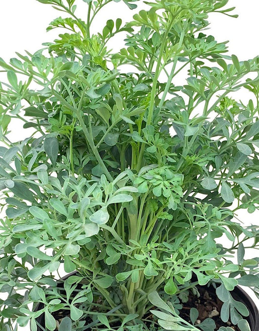 Ruta g. 'Jackmans Blue' 1 gal - The Garden Corner