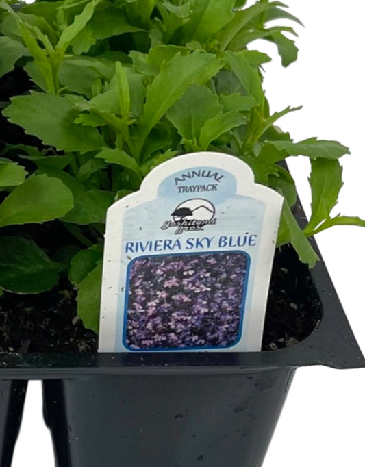 Lobelia 'Riviera Sky Blue' Jumbo Traypack - The Garden Corner