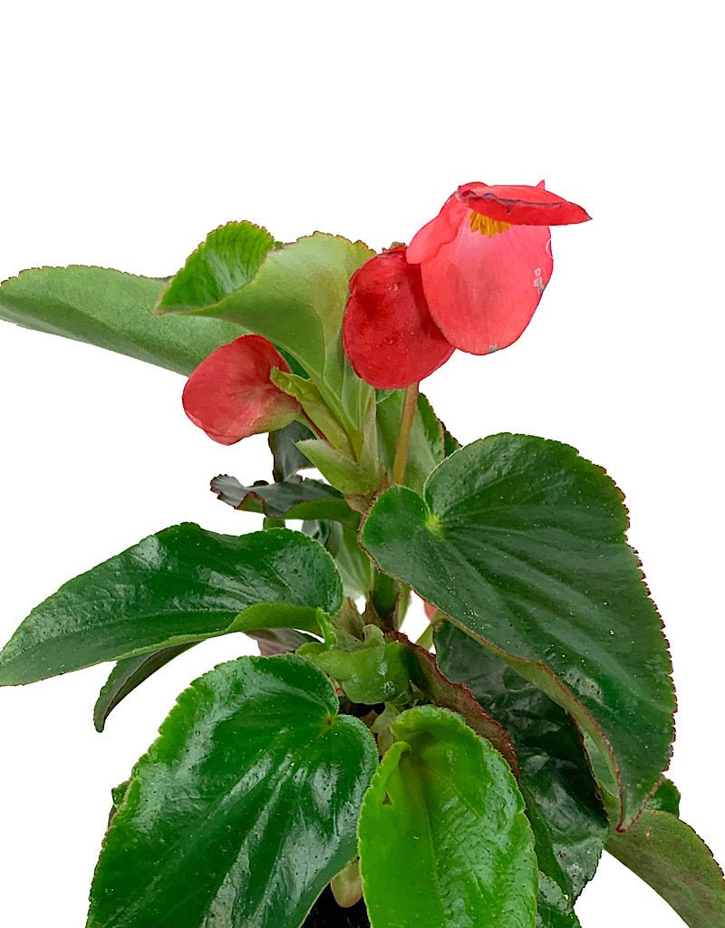 Begonia 'Dragon Wing Red' - The Garden Corner
