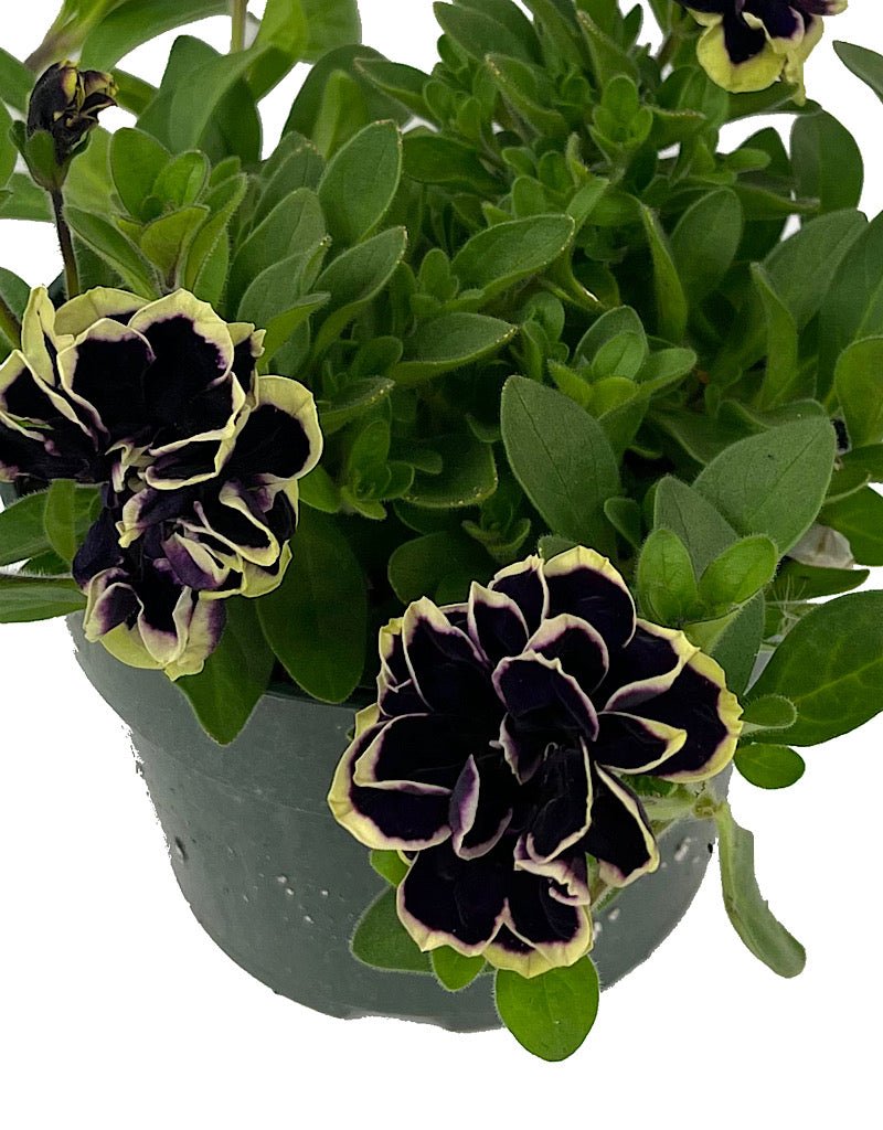 Petunia 'Midnight Gold' - The Garden Corner