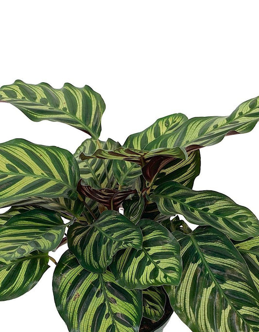 Calathea makoyana - The Garden Corner