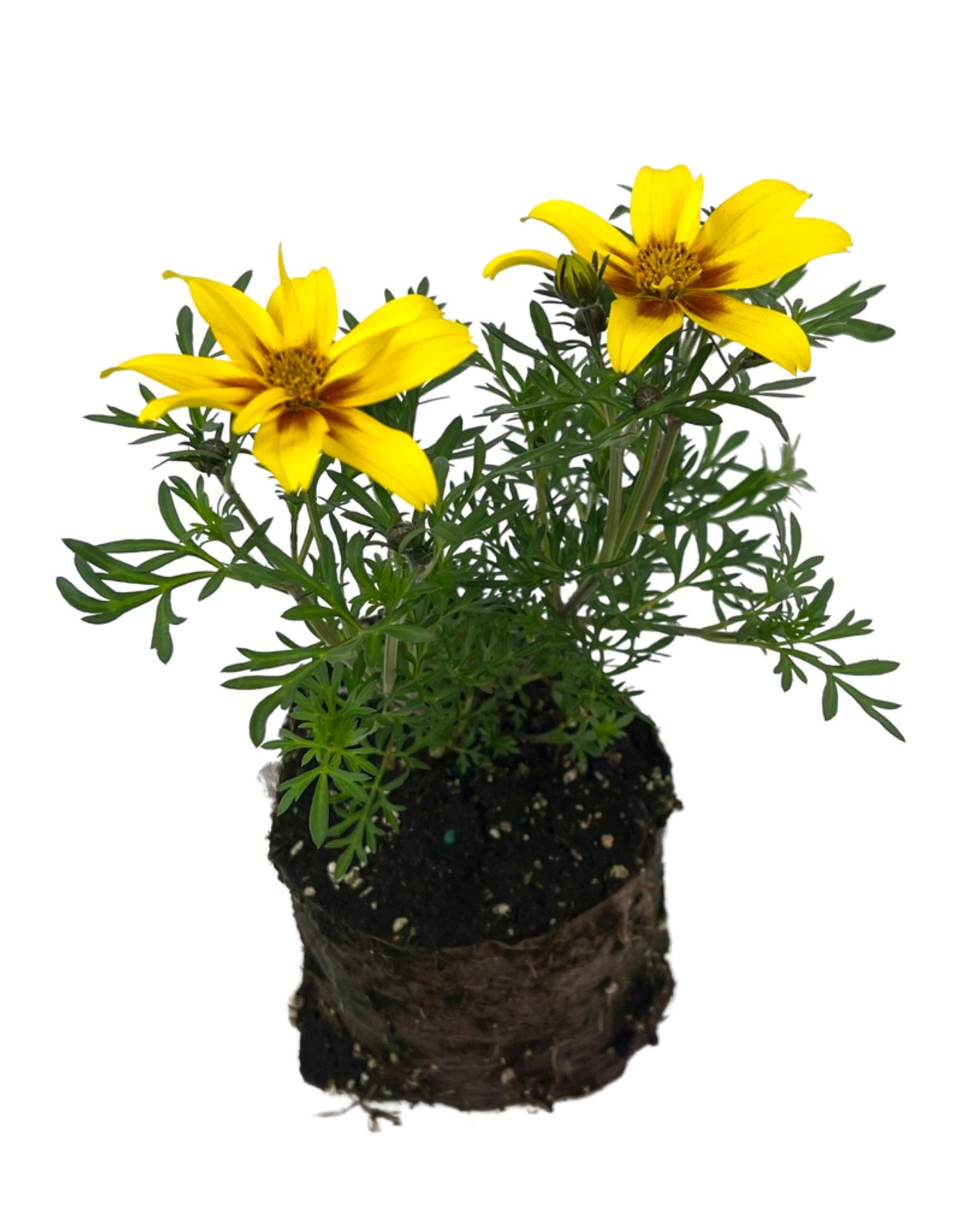 Bidens 'Brazen Eternal Flame'
