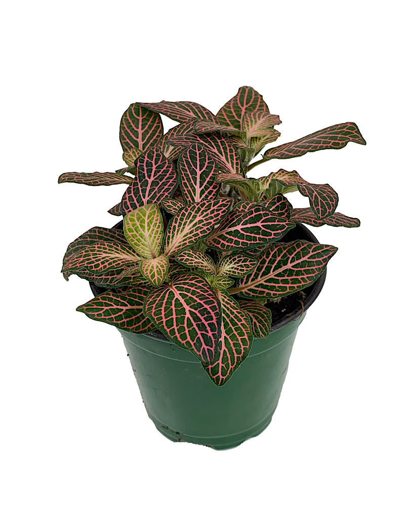 Fittonia verschaffeltii €˜Josan Mini' 4 inch