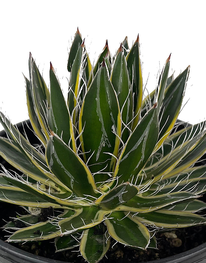 Agave schidigira €˜Shira-Ito-No-Ohi 1 Gallon