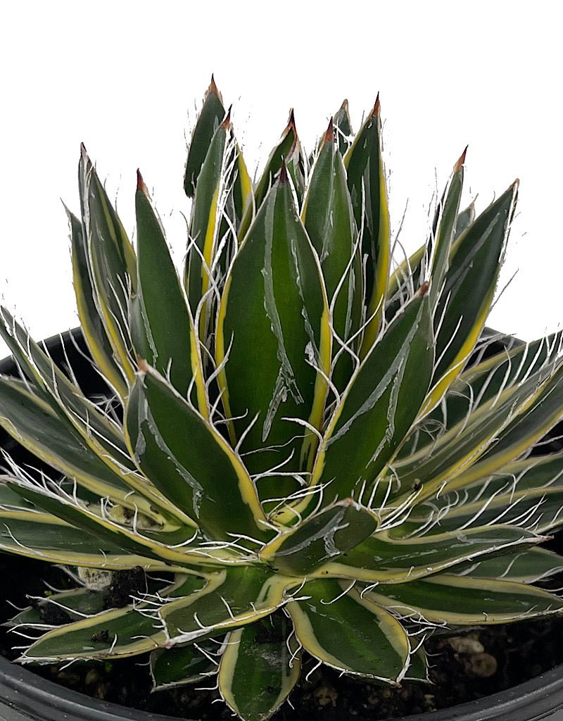 Agave schidigira €˜Shira - Ito - No - Ohi 1 Gallon - The Garden Corner