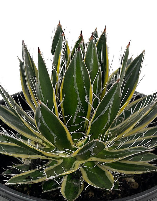 Agave schidigira €˜Shira - Ito - No - Ohi 1 Gallon - The Garden Corner