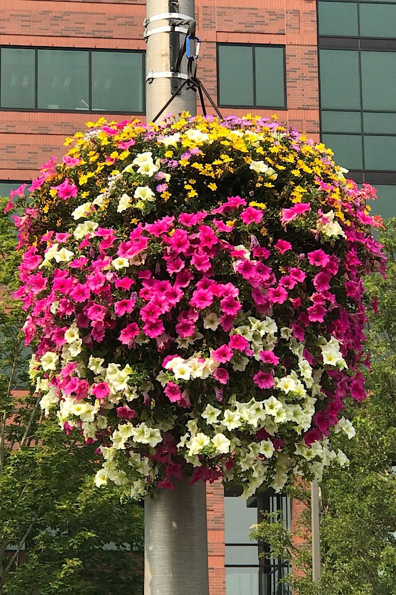 Our Passion Basket - Pre-Order - Annuals