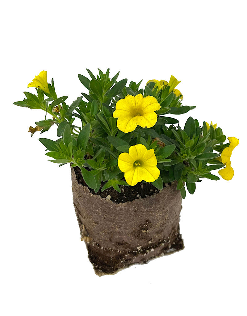 Calibrachoa 'Conga Deep Yellow'