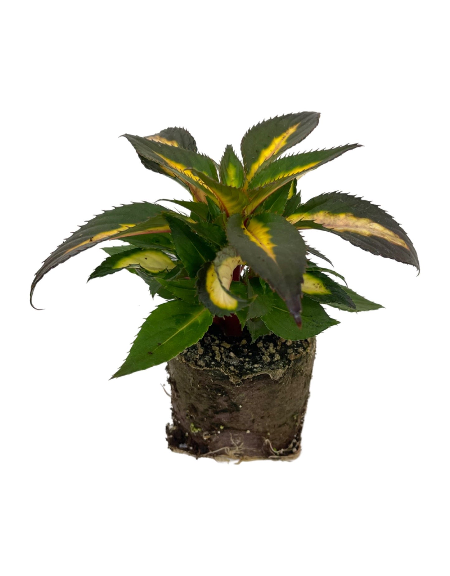 Sunpatiens 'Compact Tropical Rose'