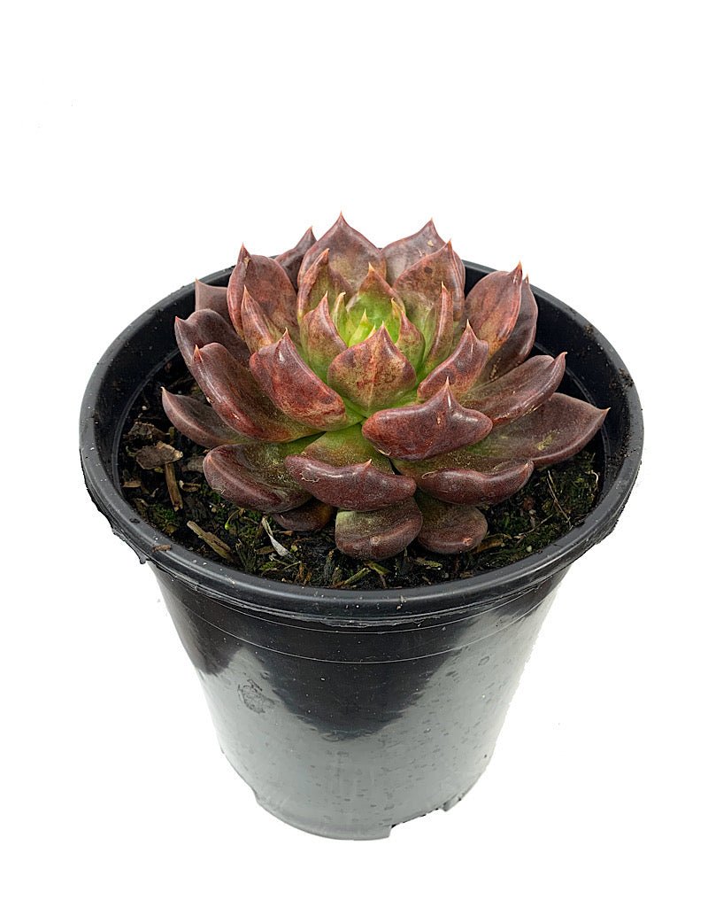 Echeveria 'Black Prince' - The Garden Corner