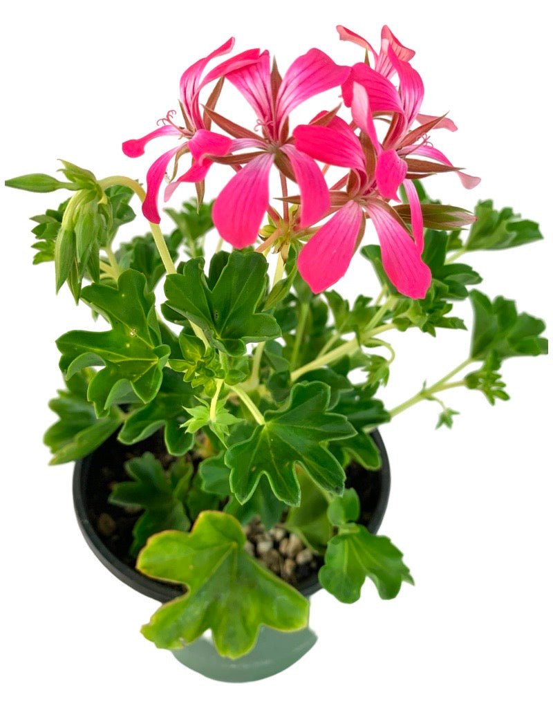 Geranium 'Acapulco Compact Cascade' - The Garden Corner