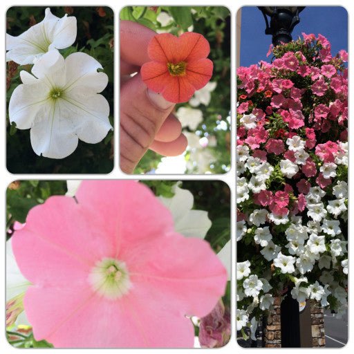 Our Passion Basket - Pre-Order - Annuals