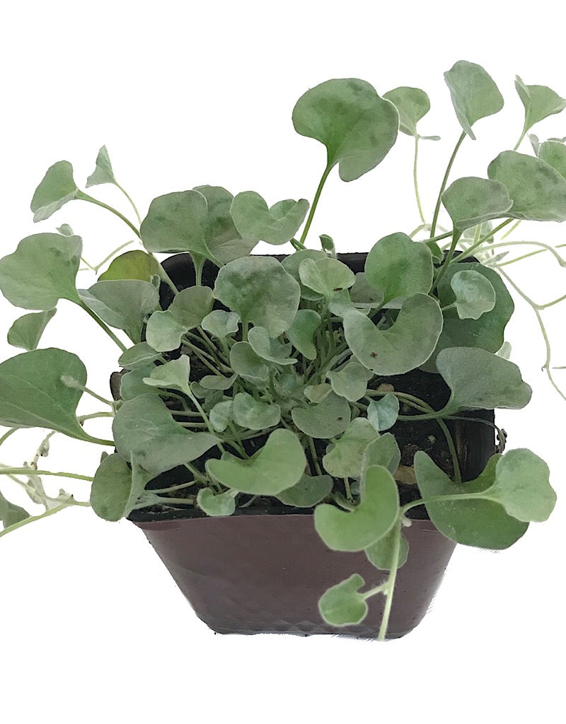 Dichondra 'Silver Falls'