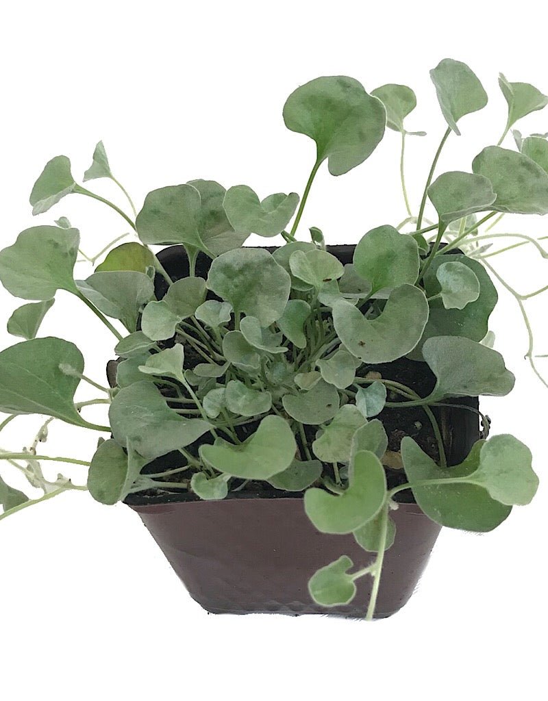 Dichondra 'Silver Falls' - Annuals