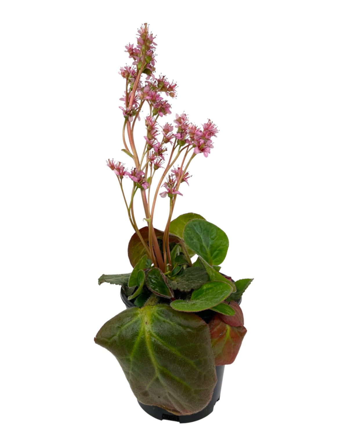 Bergenia ciliata 'Dumbo' - Perennials