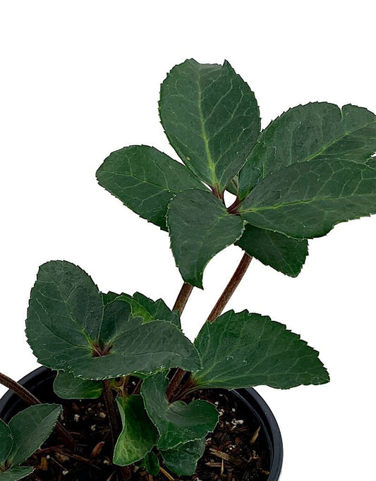 Helleborus 'Cinnamon Snow' - The Garden Corner