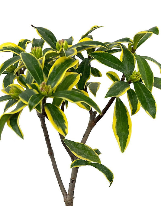 Daphne odora 'Marianni' 1 Gallon - The Garden Corner