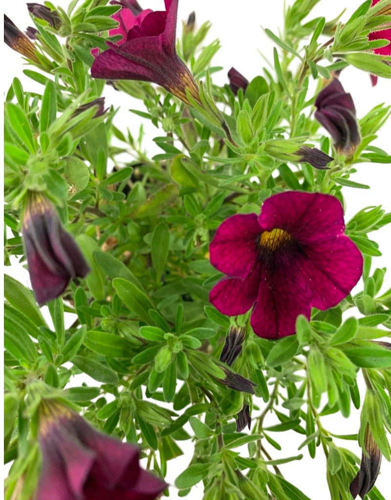 Calibrachoa 'Callie Burgundy'