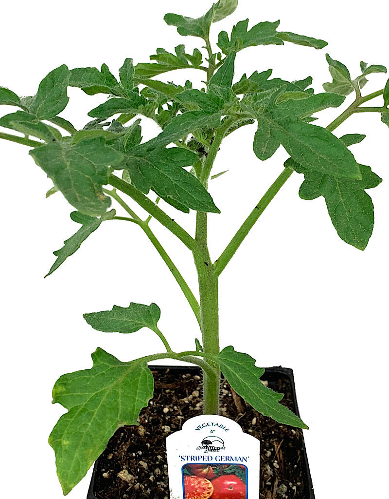 Tomato 'Striped German' 4 inch