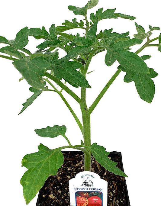 Tomato 'Striped German' 4 inch - The Garden Corner