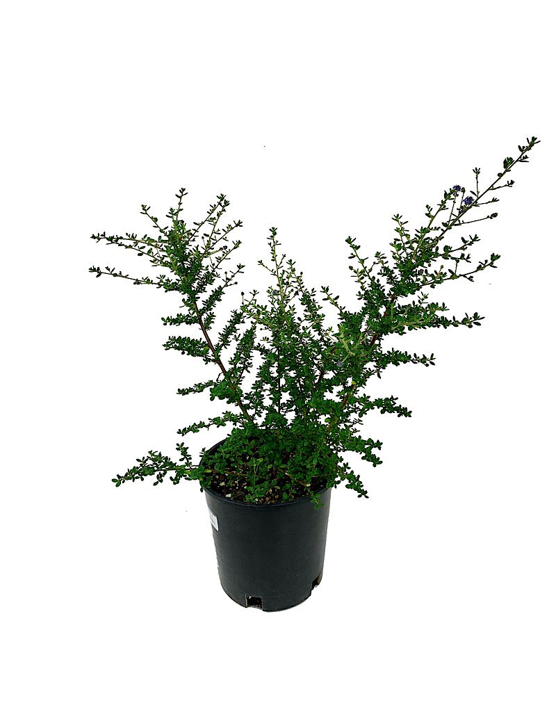 Ceanothus 'Julia Phelps' 2 gal