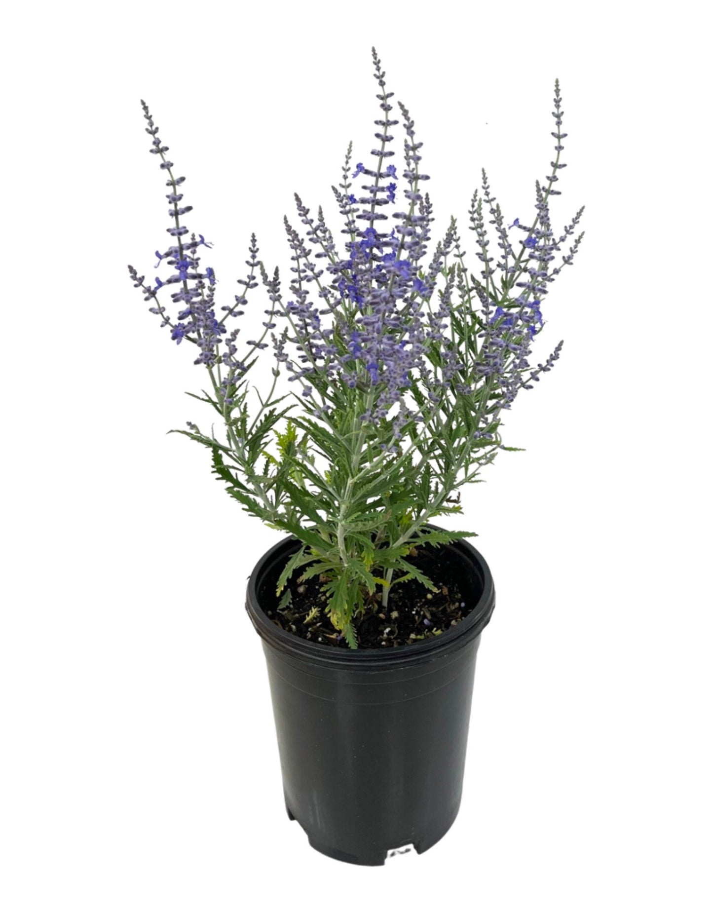 Perovskia 'Lacey Blue' 1 Gallon