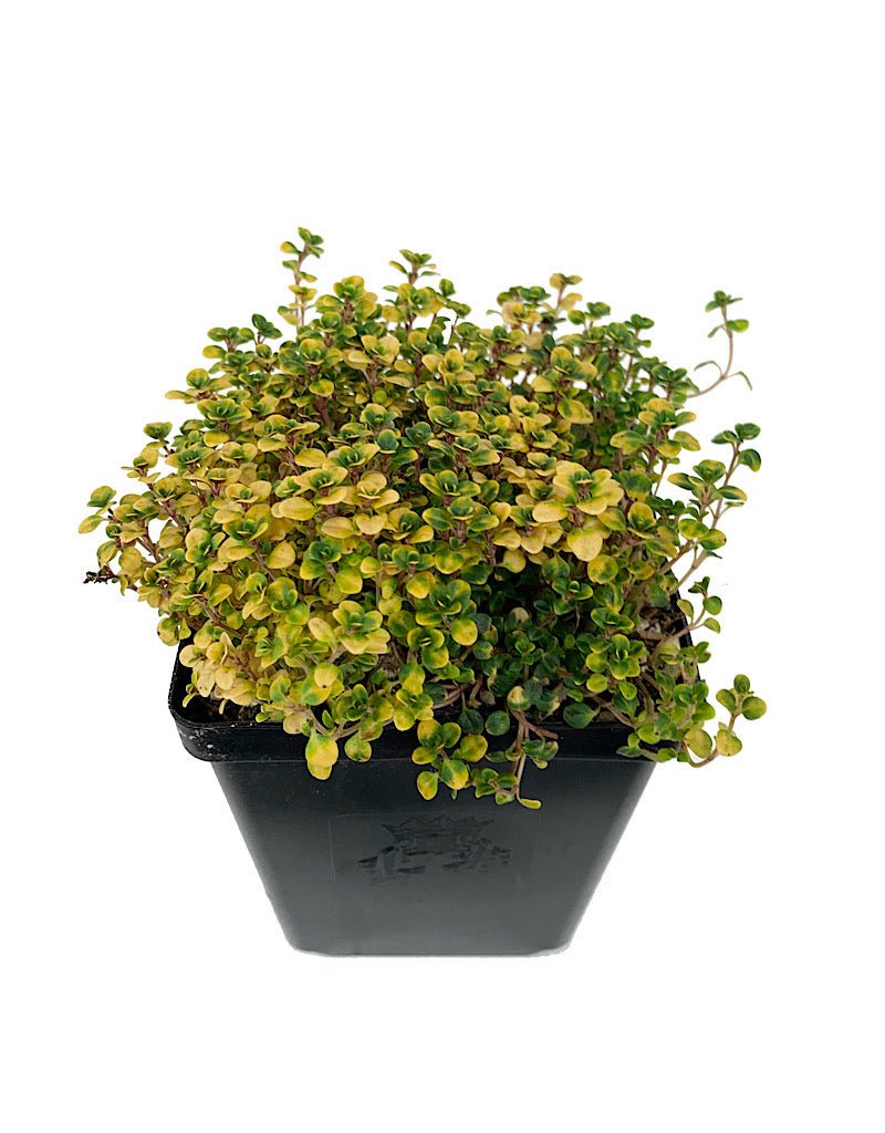 Thymus doerfleri 'Doone Valley' - The Garden Corner