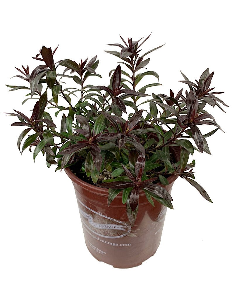 Hebe 'Turkish Delight' - The Garden Corner
