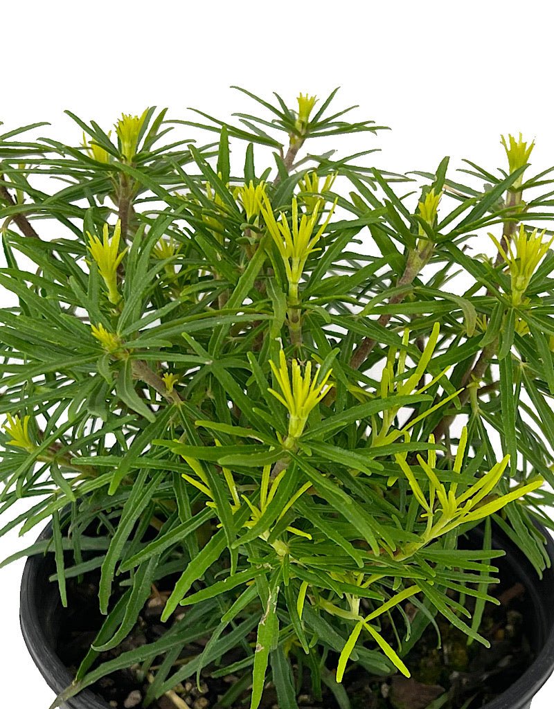 Choisya 'Goldstone €˜ 1 Gallon - The Garden Corner