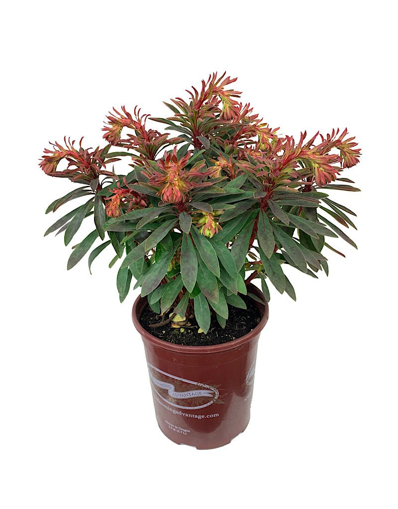 Euphorbia x martinii 'Rudolph' - The Garden Corner