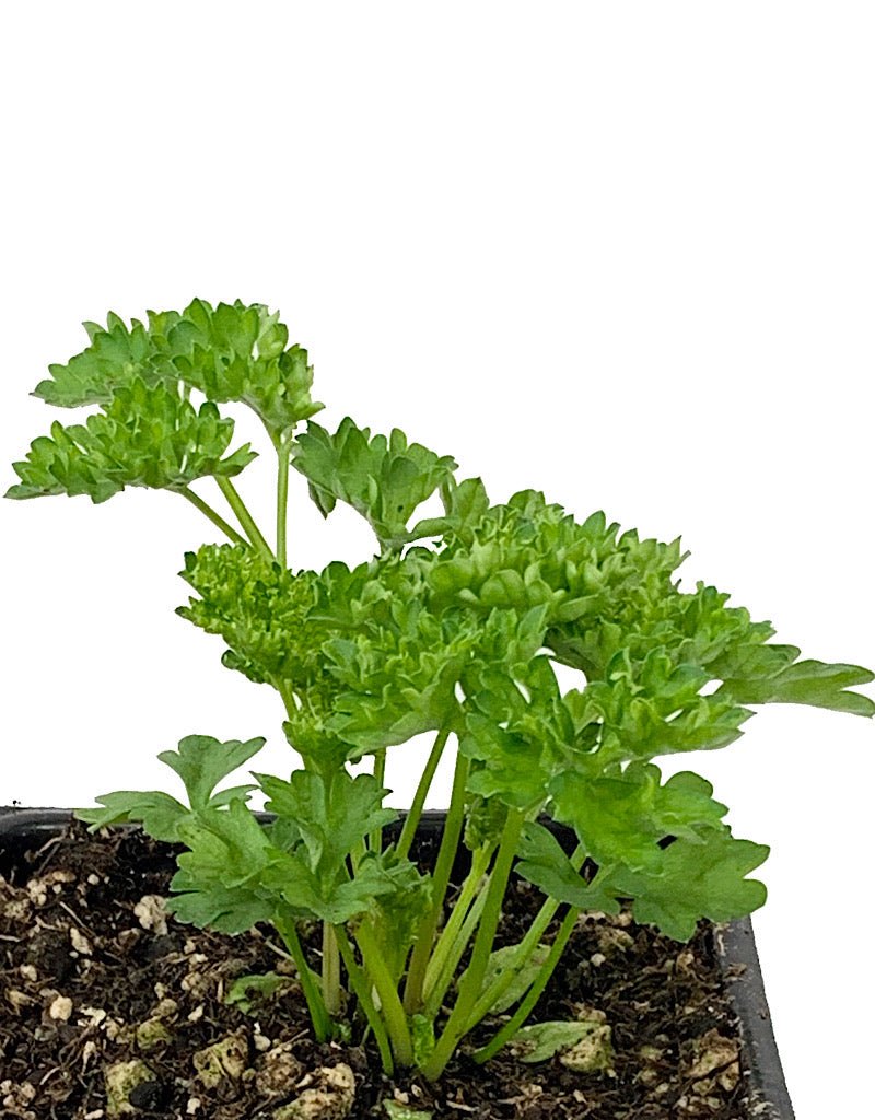 Parsley 'Triple Moss' 4 Inch - The Garden Corner