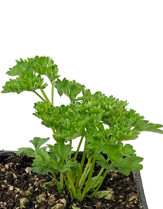 Parsley 'Triple Moss' 4 Inch - The Garden Corner
