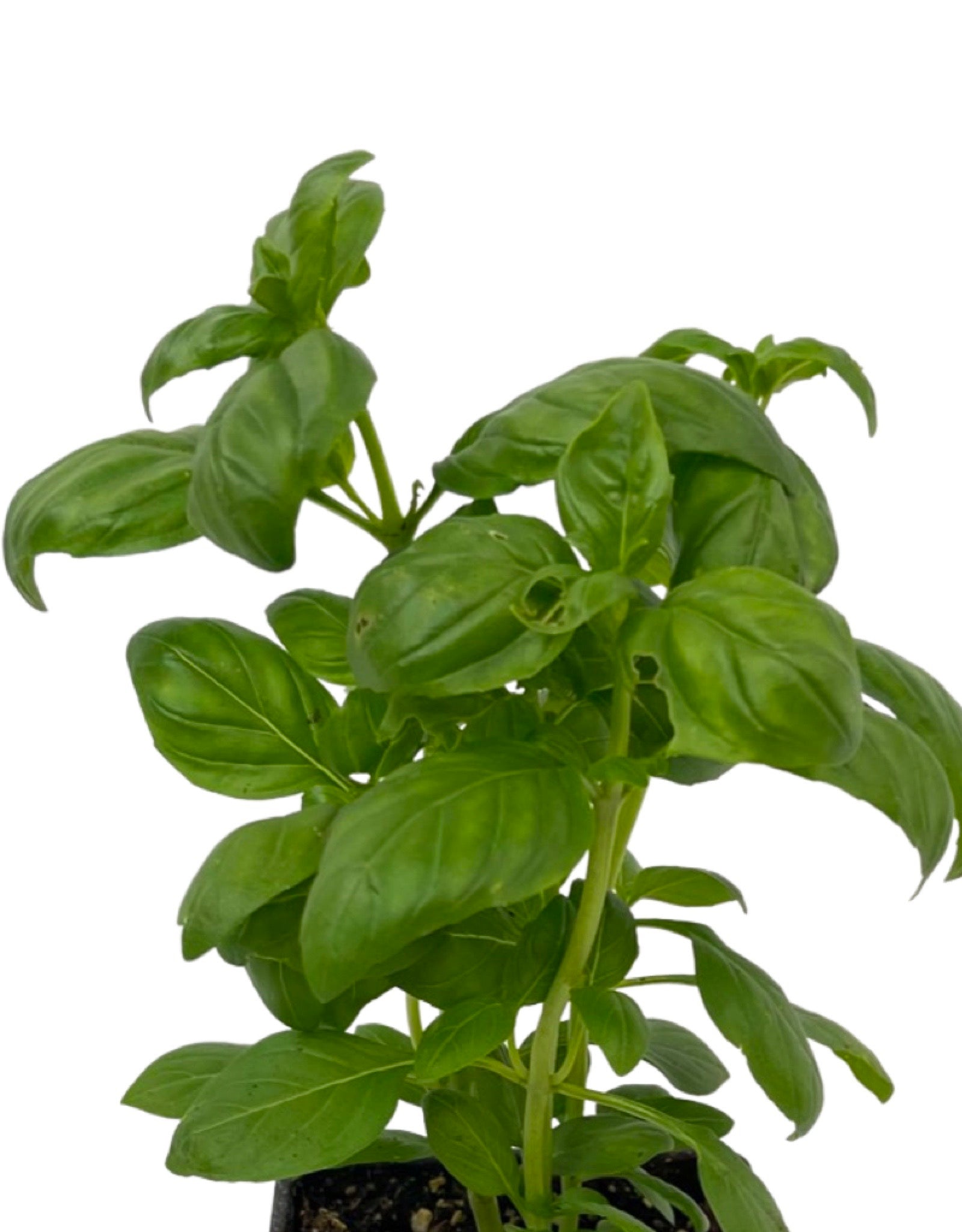 Basil 'Everleaf Emerald Towers' - The Garden Corner