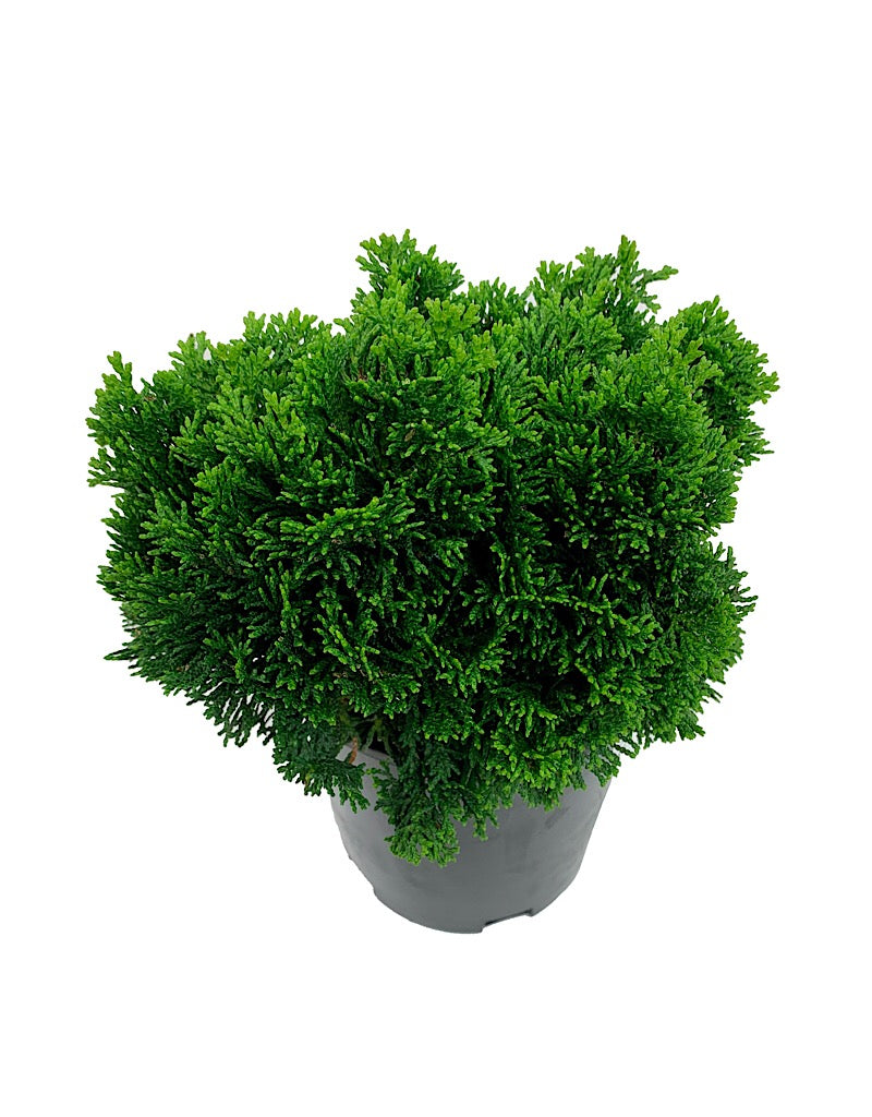 Chamaecyparis obtusa 'Stoneham' 1 Gal