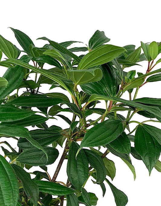 Viburnum 'Davidii' 2 Gallon - The Garden Corner