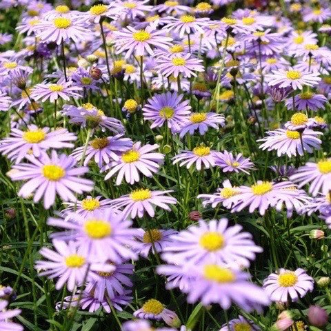 Brachyscome 'Swan River Daisy Blue' 4 Inch - The Garden Corner